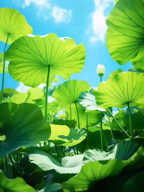 夏天荷塘的清爽绿色荷叶仰视镜头风景清新壁纸小暑大暑处暑