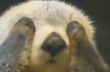 实属雷锋獭水獭帮游客捡手机获嘉奖成为上海动物园第一个收到锦旗的