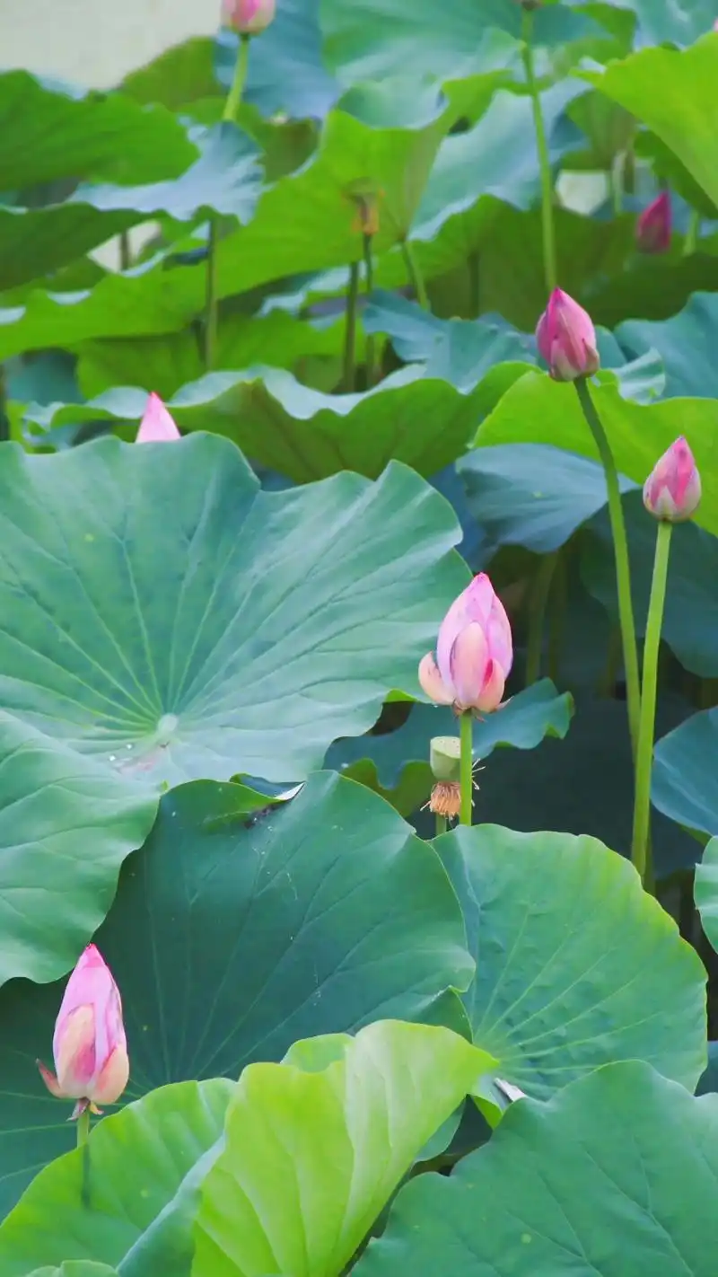 又是一年荷花开.每年荷花开的季节,都会去找一片池塘,记录一下 - 抖音