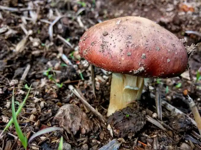 日月峡菌类(002)--黑松茸2