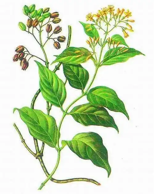 误把断肠草当金银花,一锅"凉茶"毒翻一家五口,女子或成植物人