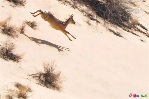 行走千里草原,与萌神"傻狍子"来一场深情凝视