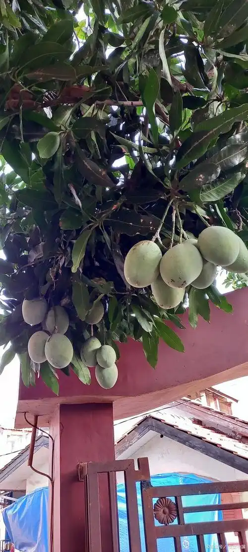 种下一棵芒果树,种下一株思念