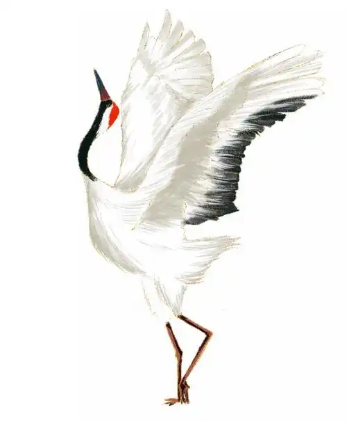 振翅的优雅丹顶鹤仙鹤手绘插画658360png图片免抠素材