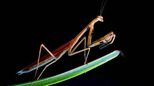 世界上最稀有的螳螂之一龙螳