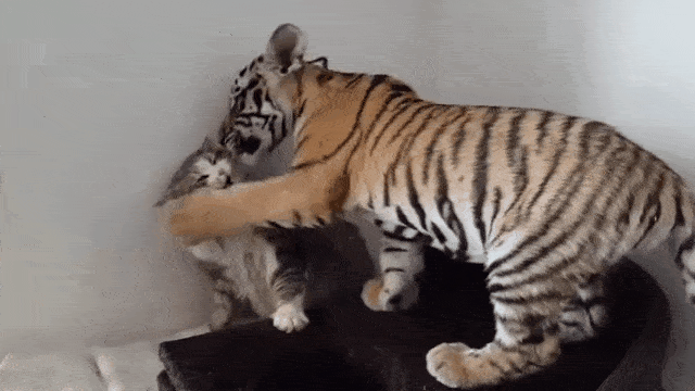 猫咪打拳伤害性不大侮辱性极强