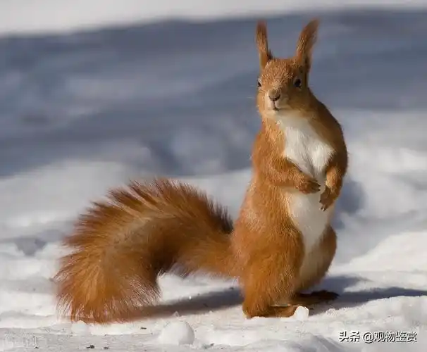 松鼠的尾巴有什么用处(一年级动物尾巴的作用)