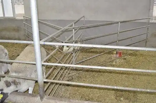 可将多个栅栏,栅板或网栏在羊舍或补饲场靠墙围成足够面积的围栏,在栏