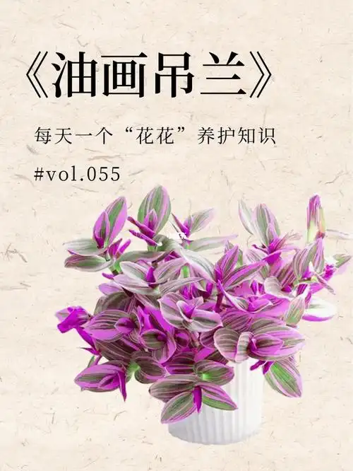 每天一个花花养护知识油画吊兰