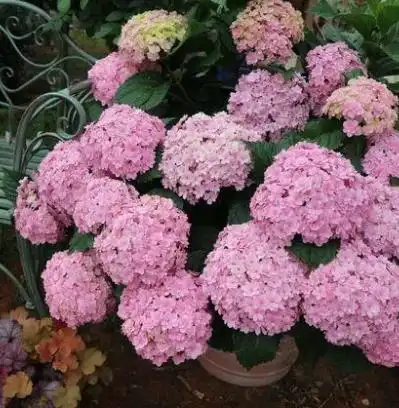 介绍10种新老枝都开花的绣球品种,养起来丰富你的庭院吧