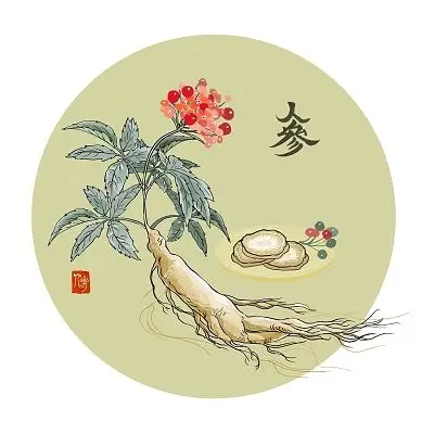 人参手绘简笔画插图中草药药材植物手绘图中国传统中药中医本草纲目