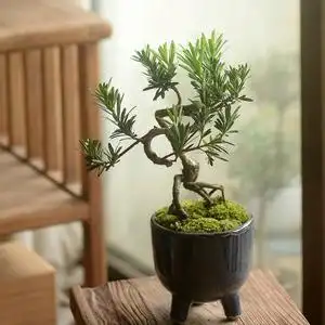 正宗小米叶罗汉松