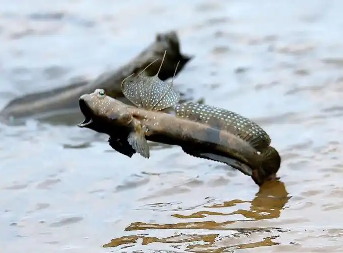 跳跳鱼,现时是盛夏旺季,大海边的滩涂上,到处都是动感十足,似蹦迪演员