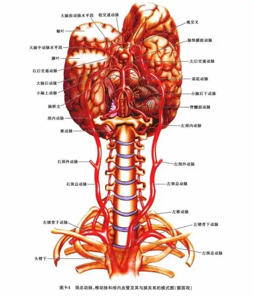 中枢神经系统疾病定位诊断图解脑血管