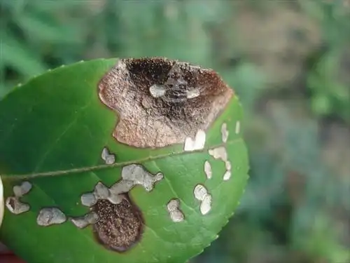 油茶软腐病(其他)