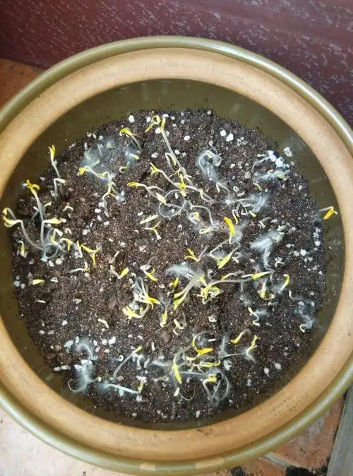 满天星发芽后就成了这样,求问大神们帮帮忙,怎么处理