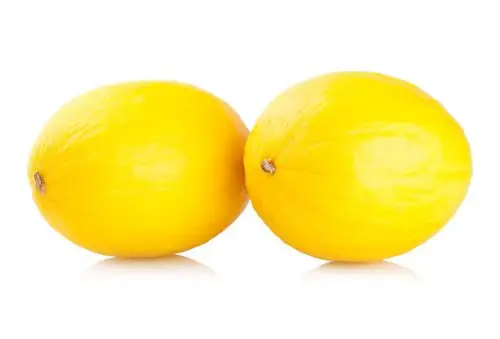 黄金瓜的种植方法和时间