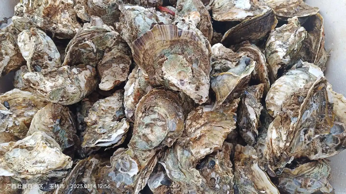 黎村二中桥头黄沙鳖湛江生蚝各种海鲜
