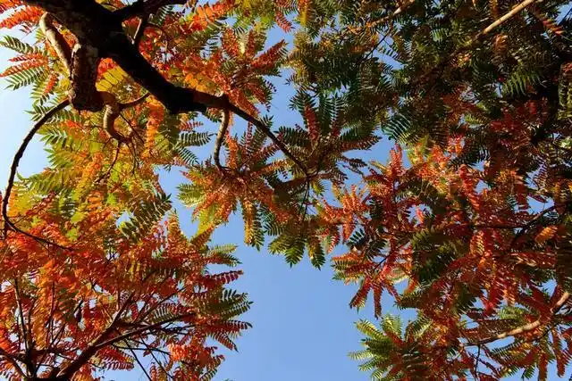 春树图片(贺志春树图片)_植物知识网