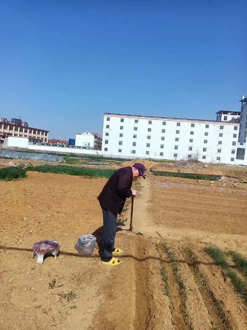 老父亲九十三了;一点闲不着!整天忙活他的小菜园,干累了拿的小 - 抖音
