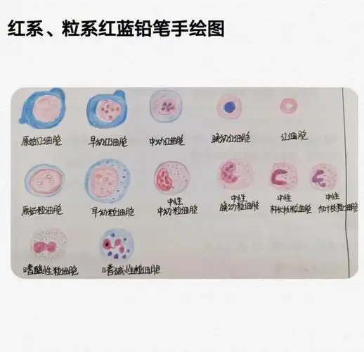 红系粒系细胞手绘图及其特点