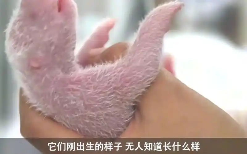 盘点四种动物刚出生时的样子,粉红色的大象你有见过吗?