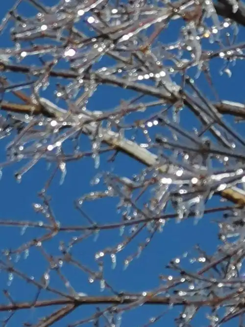 阳光下,树枝上的冰挂闪着亮晶晶的眼睛.