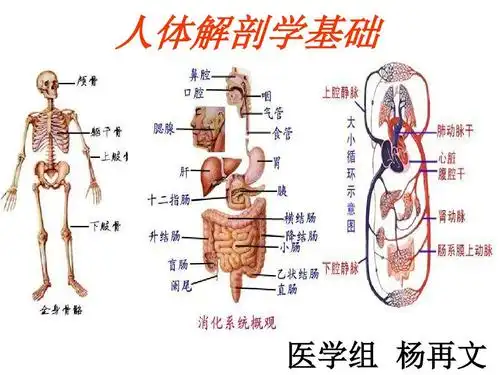 第三章 运动系统ppt