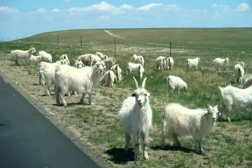 夏日的锡林郭勒大草原(上)