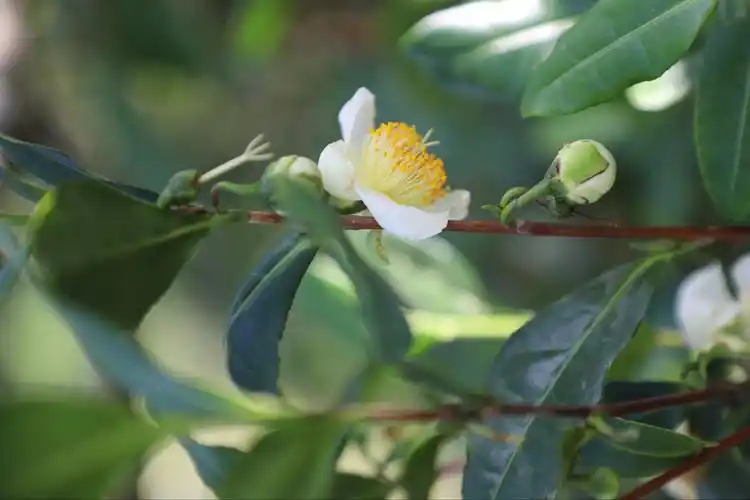茶树花