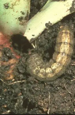 图2-7黄地老虎幼虫及为害状