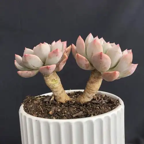 景天科拟石莲属多肉植物红粉佳人老桩办公室盆栽摆件皮实好样易繁