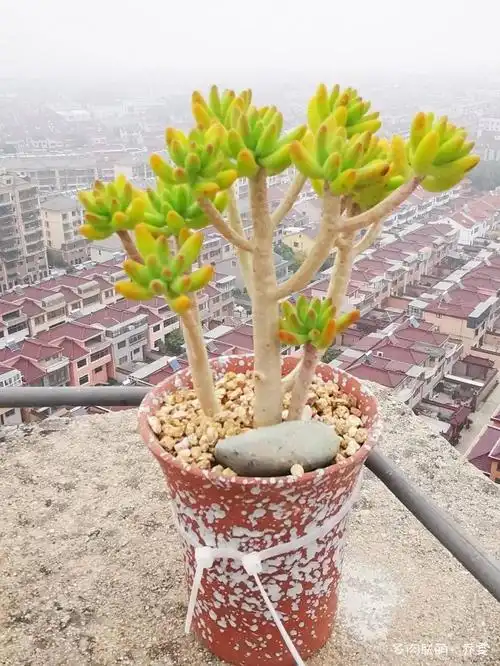 带着多肉搬新家啦