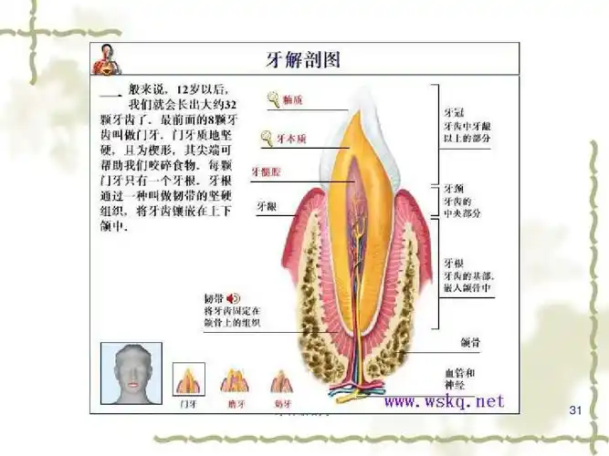 口腔生理解剖 牙体解剖ppt