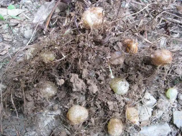 在贵州赶场不要忘记寻觅那味镇痛草药