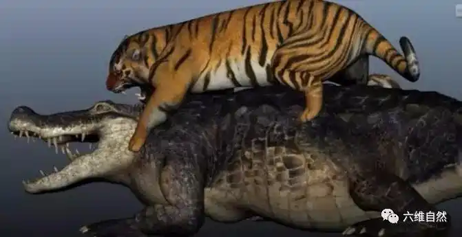 看看老虎猎杀鳄鱼图