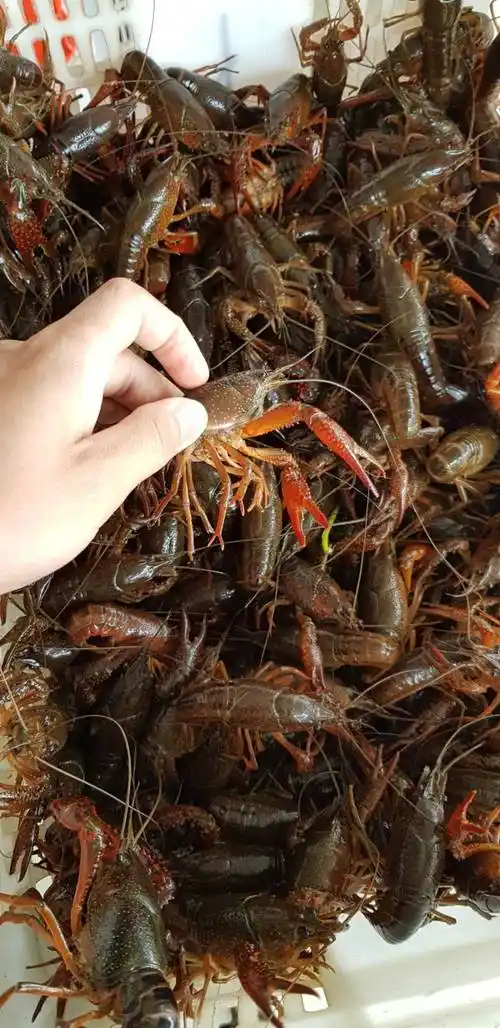 威海今日小龙虾价格-百科大全-皮村电商