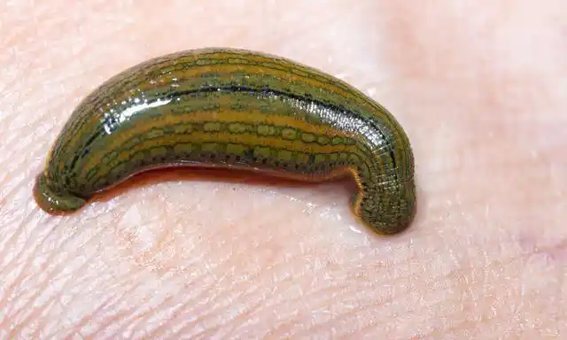 最厉害的蚂蟥是什么,科普蚂蟥图1