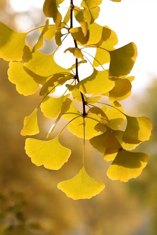 小雪已临银杏铺金