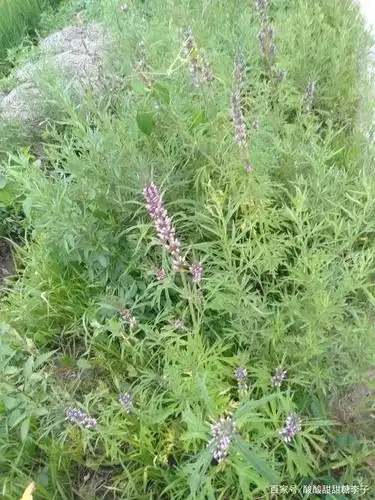 艾蒿花惊艳了山野