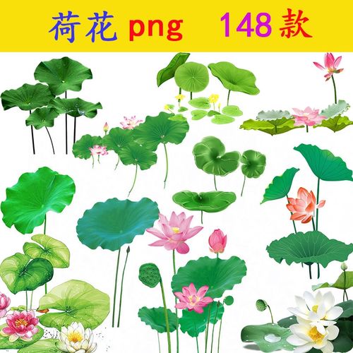 n041荷叶荷花莲花png素材免抠图片ps手绘水墨植物花朵睡莲透明148