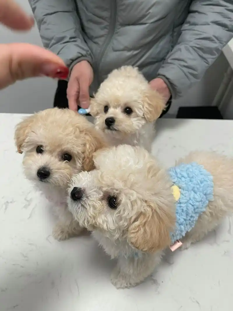 泰迪比熊串串混血泰迪熊找家长 带三小只打第二针疫苗啦～不是犬舍