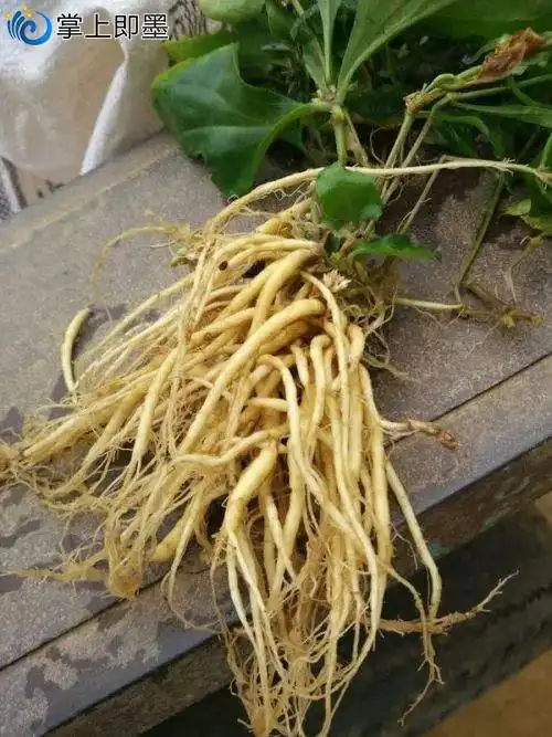 每周一药 | 太子参