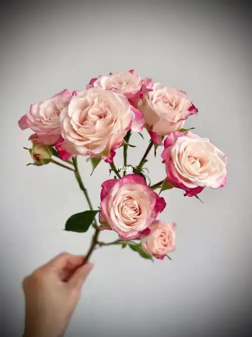 折射泡泡,怕是每一个养花的人都养过的泡泡.