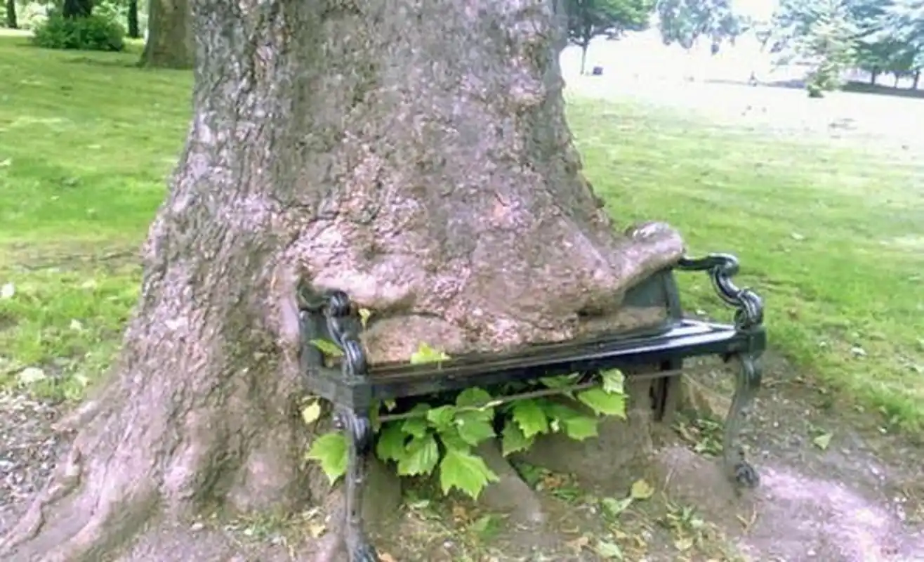 但世界上总有一些事会让你出乎意料,在地球上还真有食人树的真实