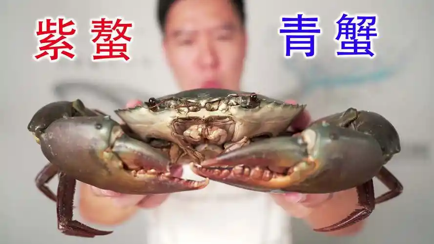 终于找到紫螯青蟹,准备做蟹肉煲给老铁粉下饭,居然啪啪啪打脸-网易
