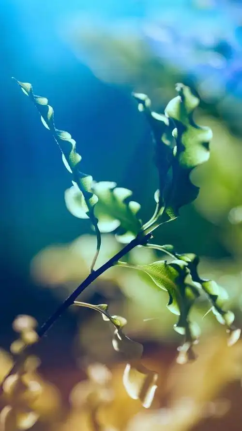 唯美植物高清摄影手机壁纸