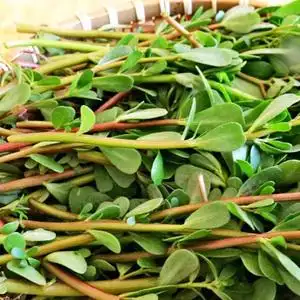 5022.69t_1494473042907_0317淘宝贵州新鲜中草药草血竭带泥