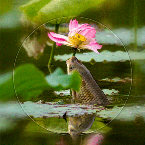 700_700gif 动态图 动图