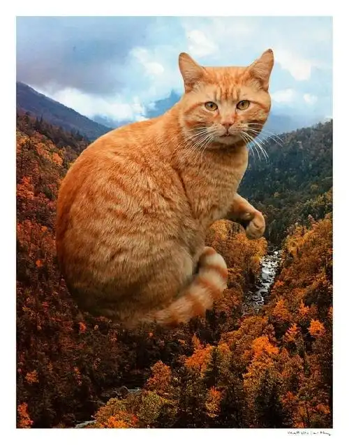 美国小哥养了一只巨猫私生活照曝光后引百万网友围观